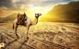 A camel stands on a sandy desert landscape.